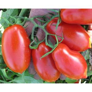 Талент F1 - томат детерминантный, 1 000 семян, Esasem Италия фото, цена